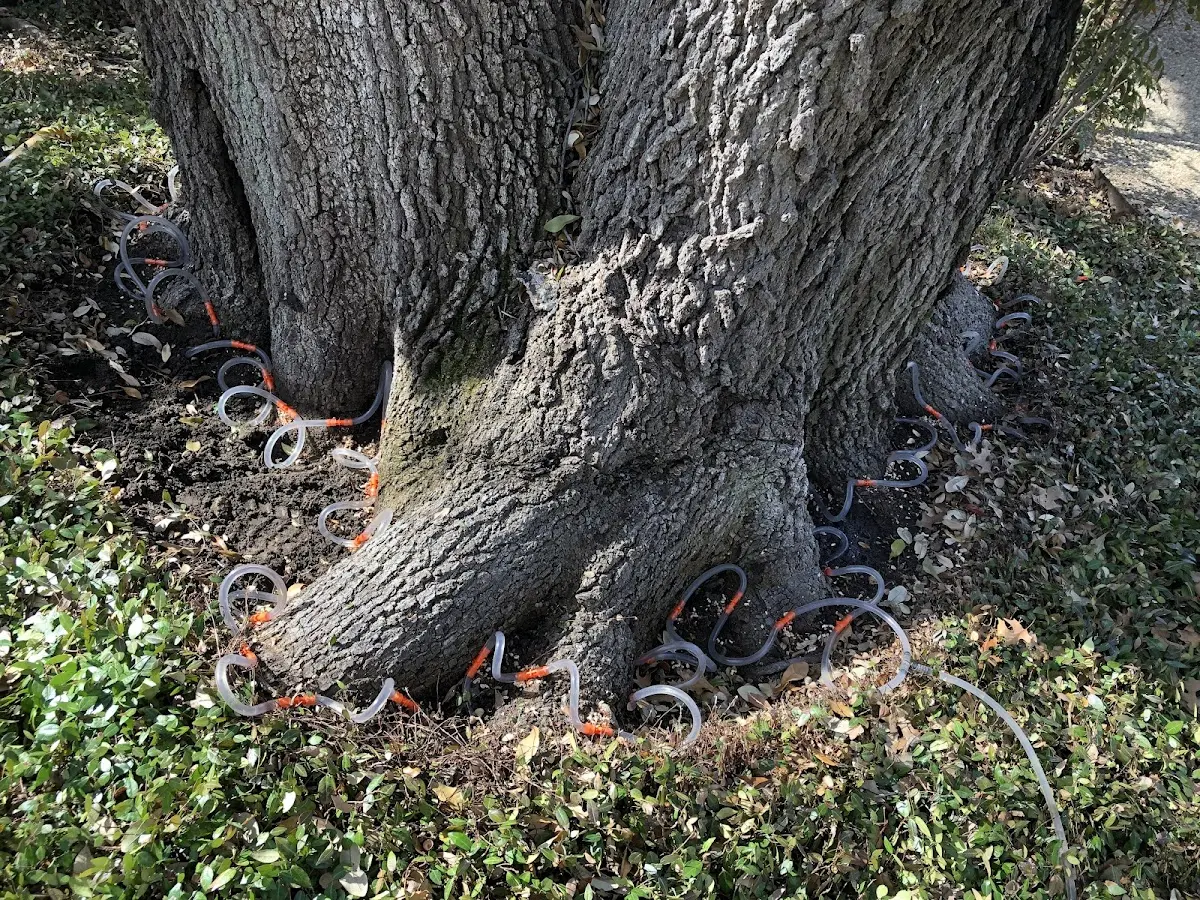 Detailed Tree Cabling and Bracing job site in Ironside