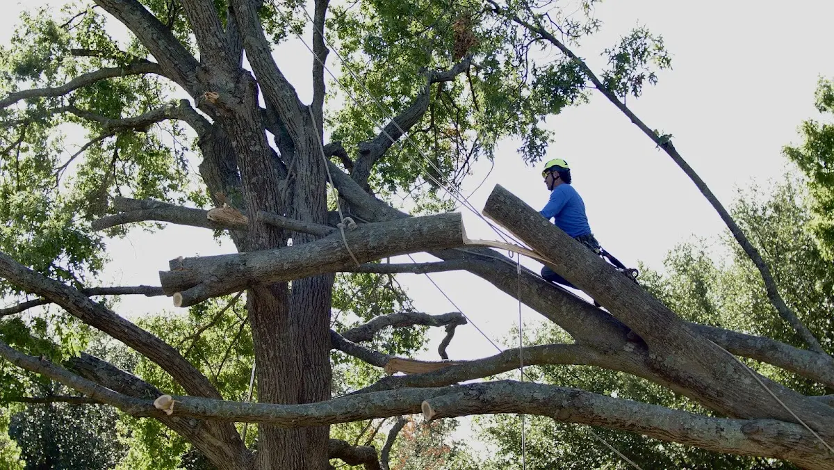 Professional Hazardous Tree Removal performed by certified arborists in Ironside