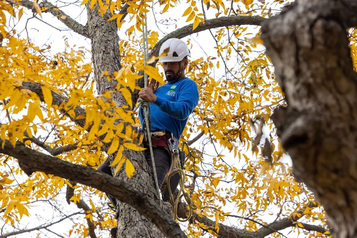 Skilled Tree Trimming crew working in Ironside